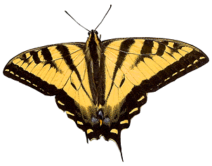 Western Tiger Swallowtail (Papilio rutulus) -- Photo by Kevin A. Freitas