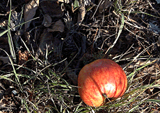 The lone apple
