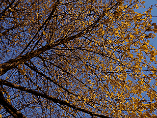 The last of the fall colors