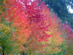 Fall colors