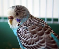 Blue parakeet